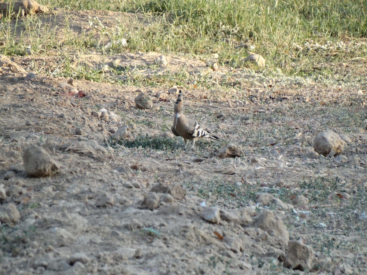 Одуд євразійський - ML652448039