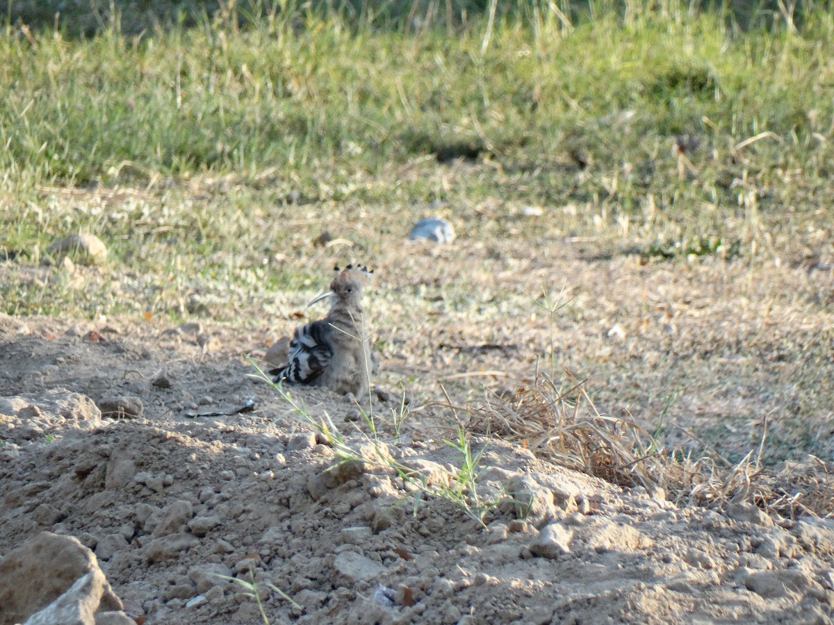 Одуд євразійський - ML652448040