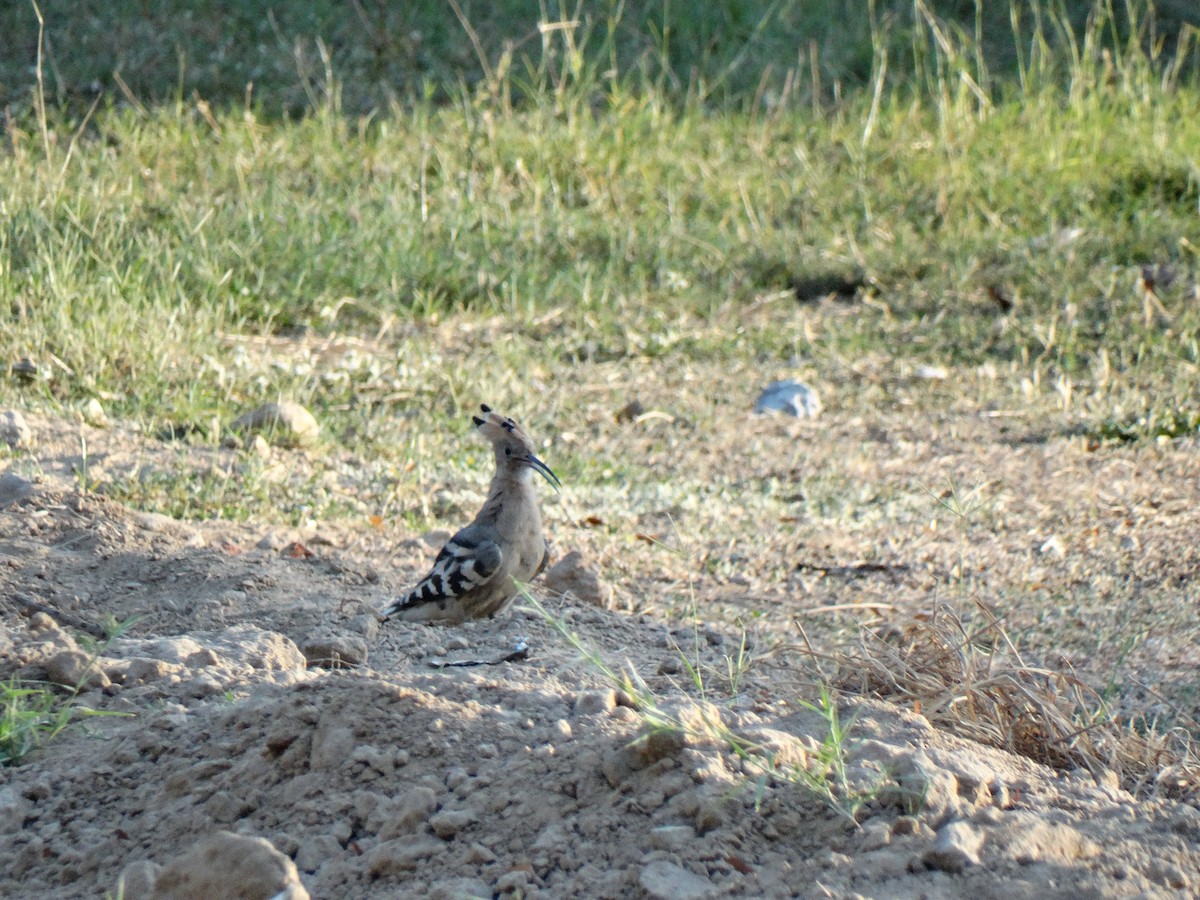 Одуд євразійський - ML652448041