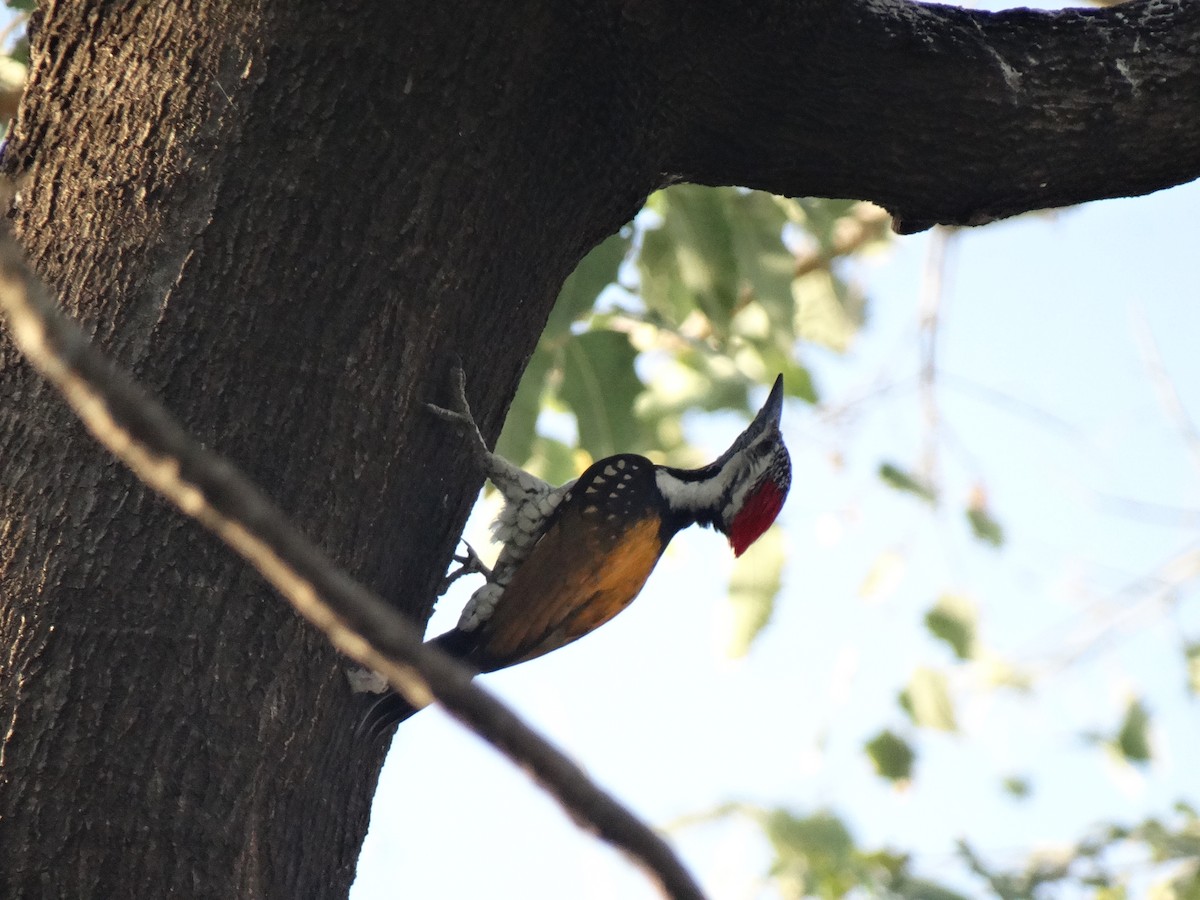 Дзьобак чорногузий - ML652448044