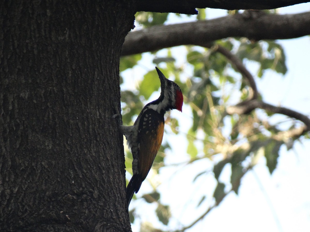 Дзьобак чорногузий - ML652448045