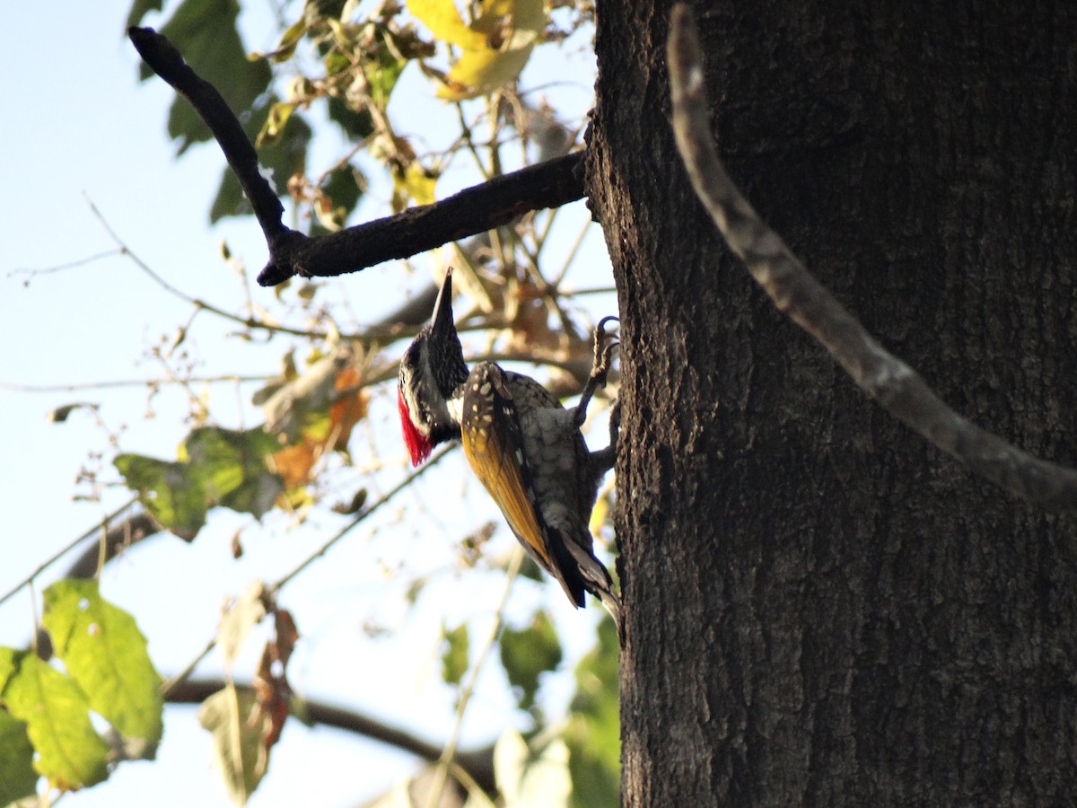 Дзьобак чорногузий - ML652448046