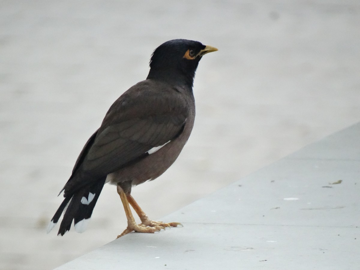 Майна індійська - ML652448047