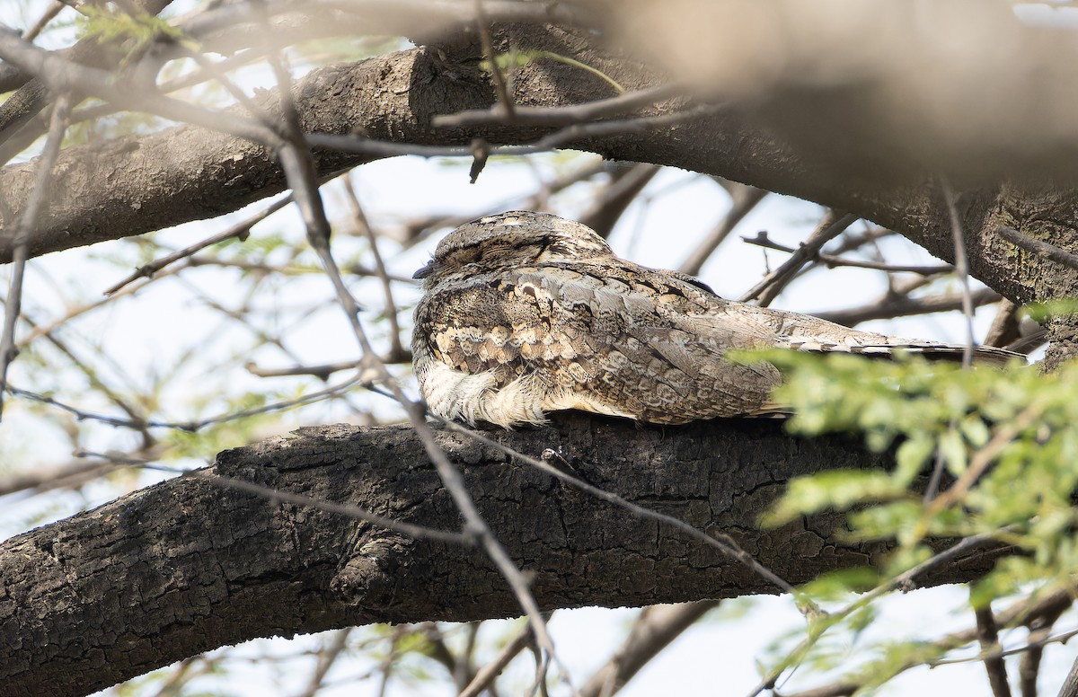 Jungle Nightjar - ML652448058