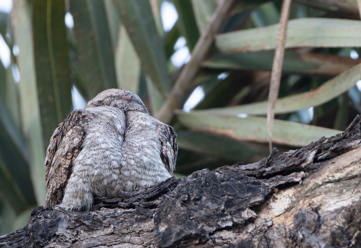 Jungle Nightjar - ML652448059