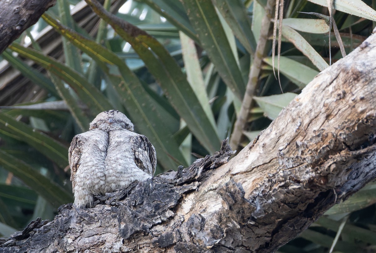 Jungle Nightjar - ML652448062