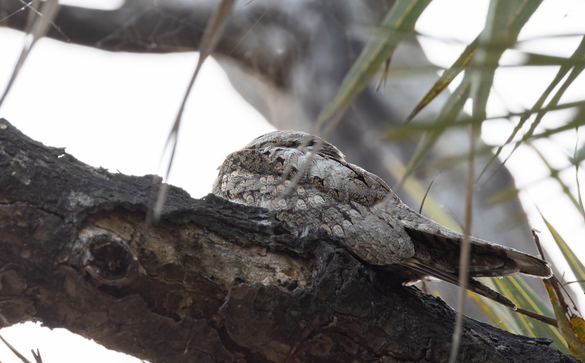 Jungle Nightjar - ML652448063
