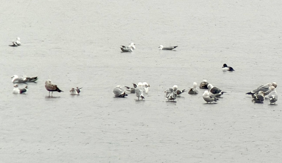 小黑背鷗 - ML652448064