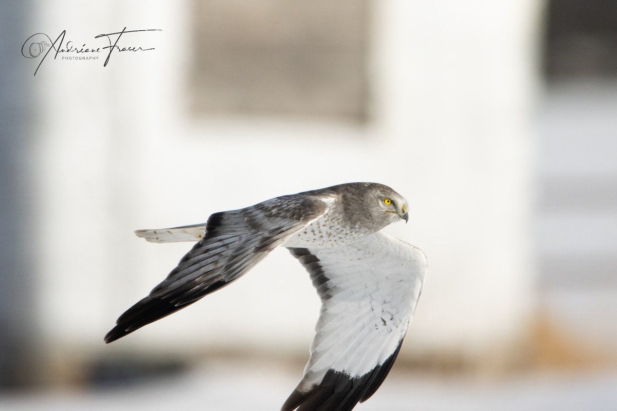 moták severoamerický - ML652448126