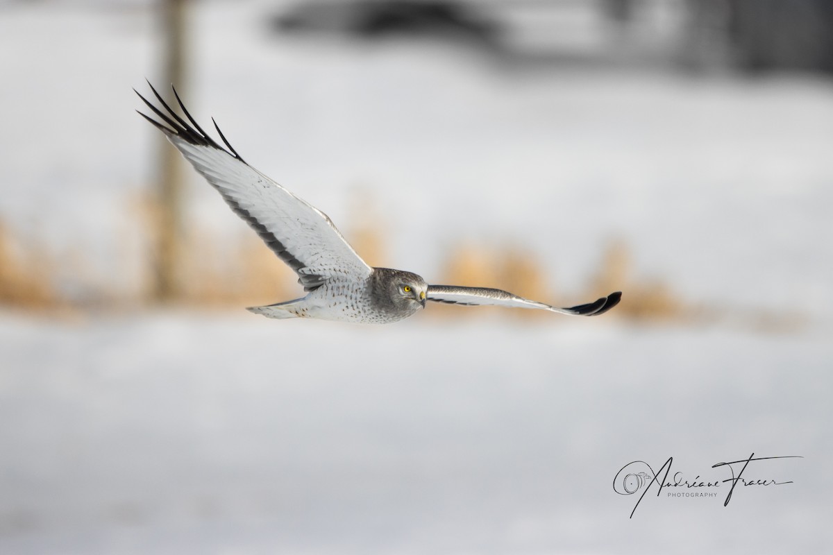 moták severoamerický - ML652448127