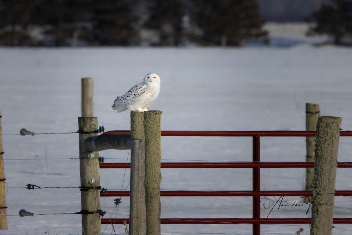 sovice sněžní - ML652448130