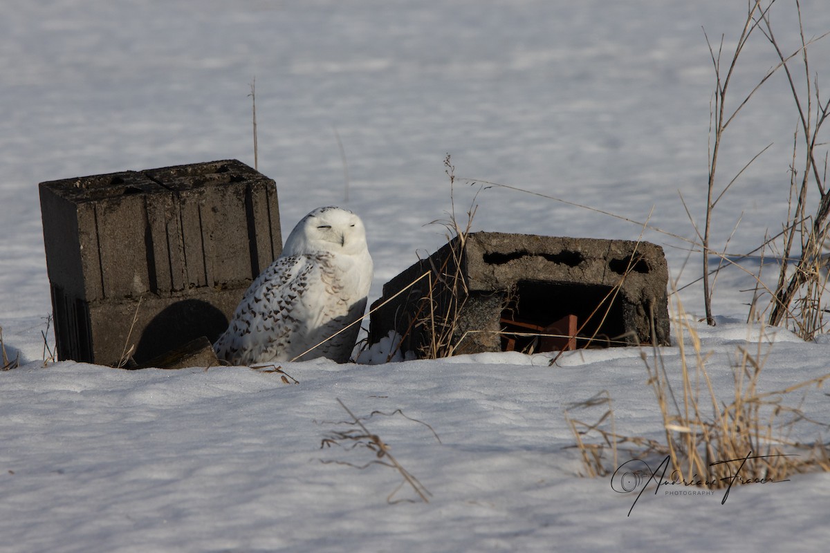 sovice sněžní - ML652448131