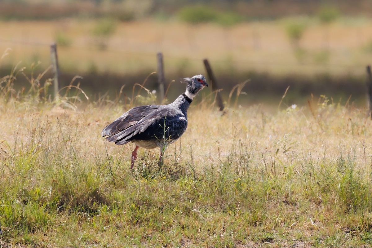 Southern Screamer - ML652448339