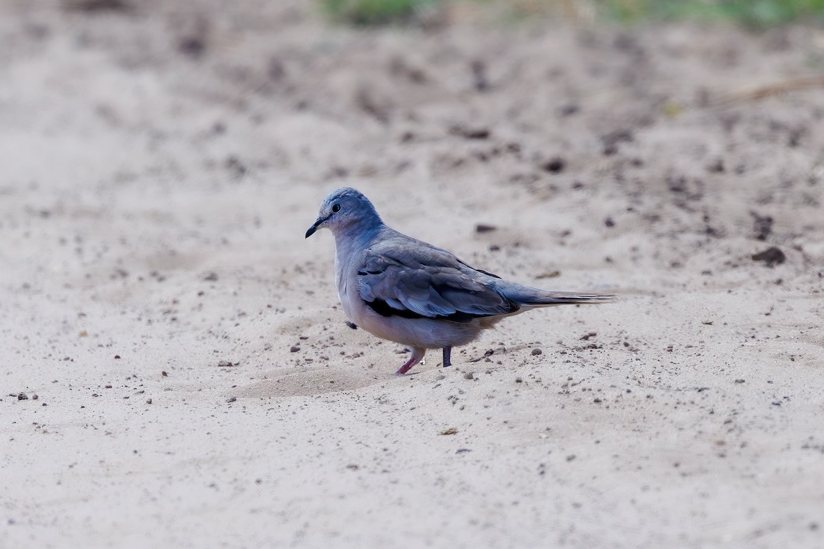 Picui Ground Dove - ML652448340
