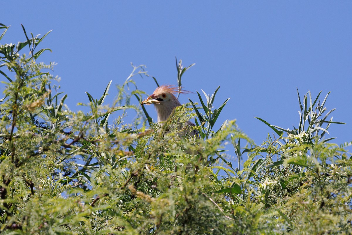 Guira Cuckoo - ML652448355