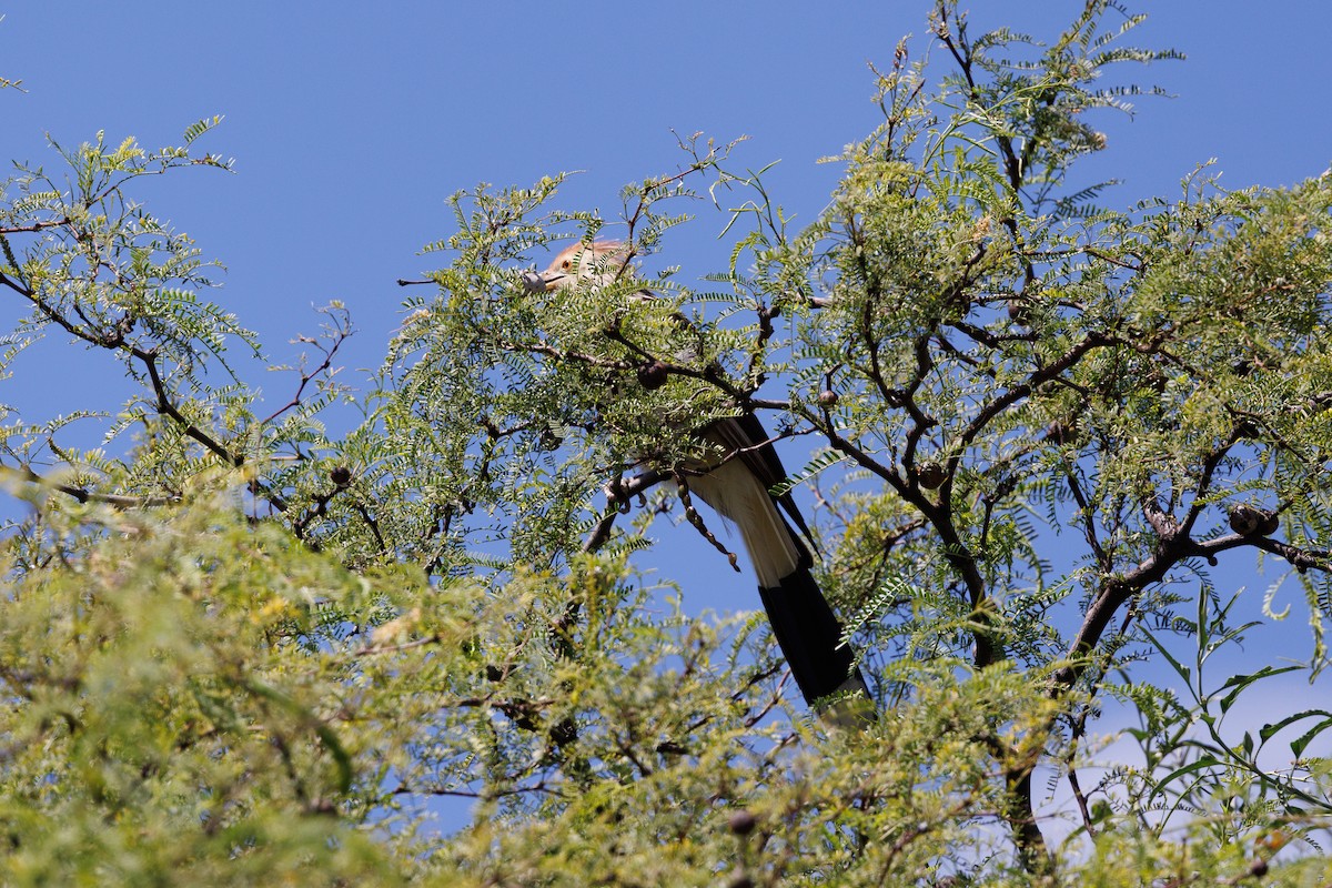 Guira Cuckoo - ML652448357