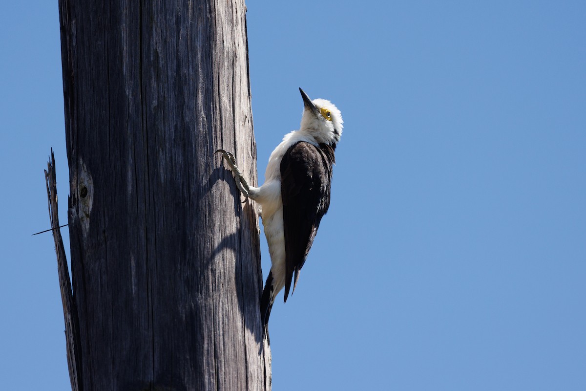 White Woodpecker - ML652448360