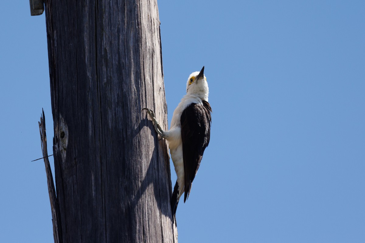 White Woodpecker - ML652448362