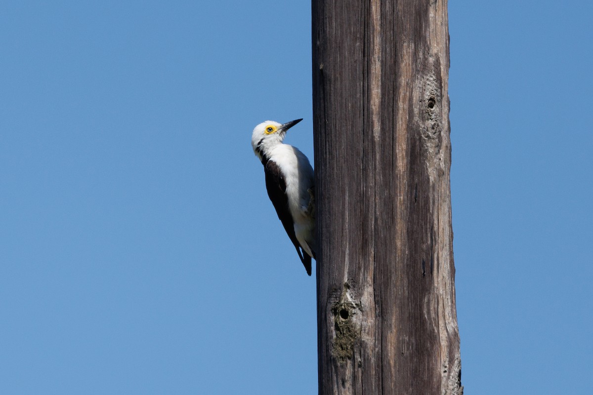 White Woodpecker - ML652448363