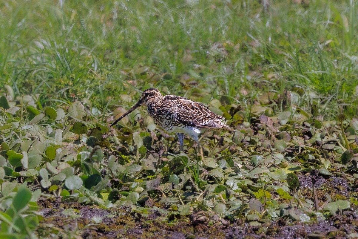 Pantanal Snipe - ML652448366