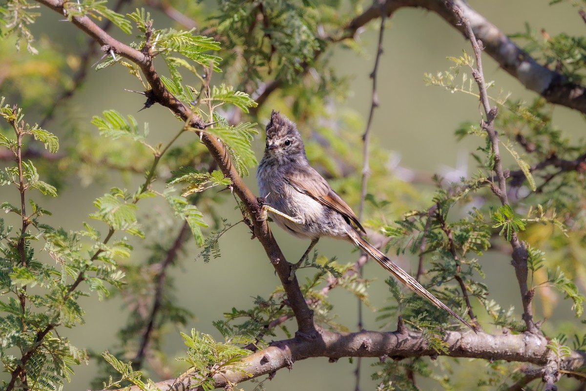 Tufted Tit-Spinetail - ML652448368