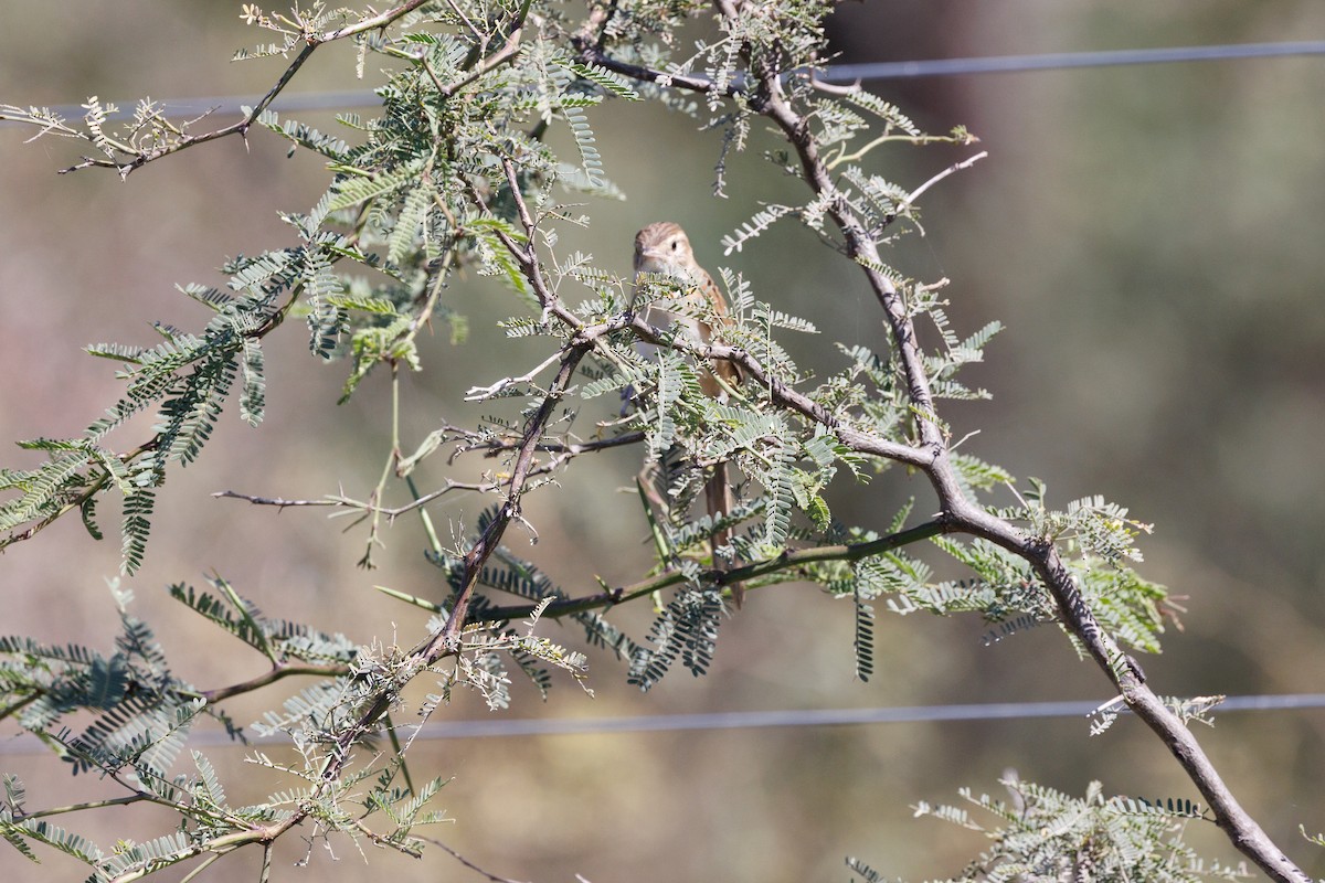 Chotoy Spinetail - ML652448376