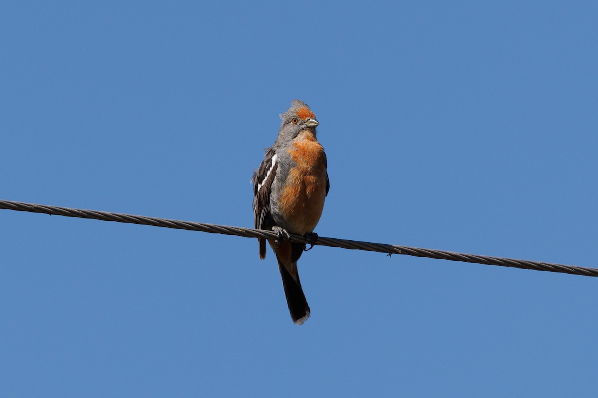 White-tipped Plantcutter - ML652448388