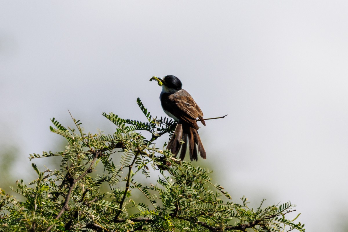 White-naped Xenopsaris - ML652448397