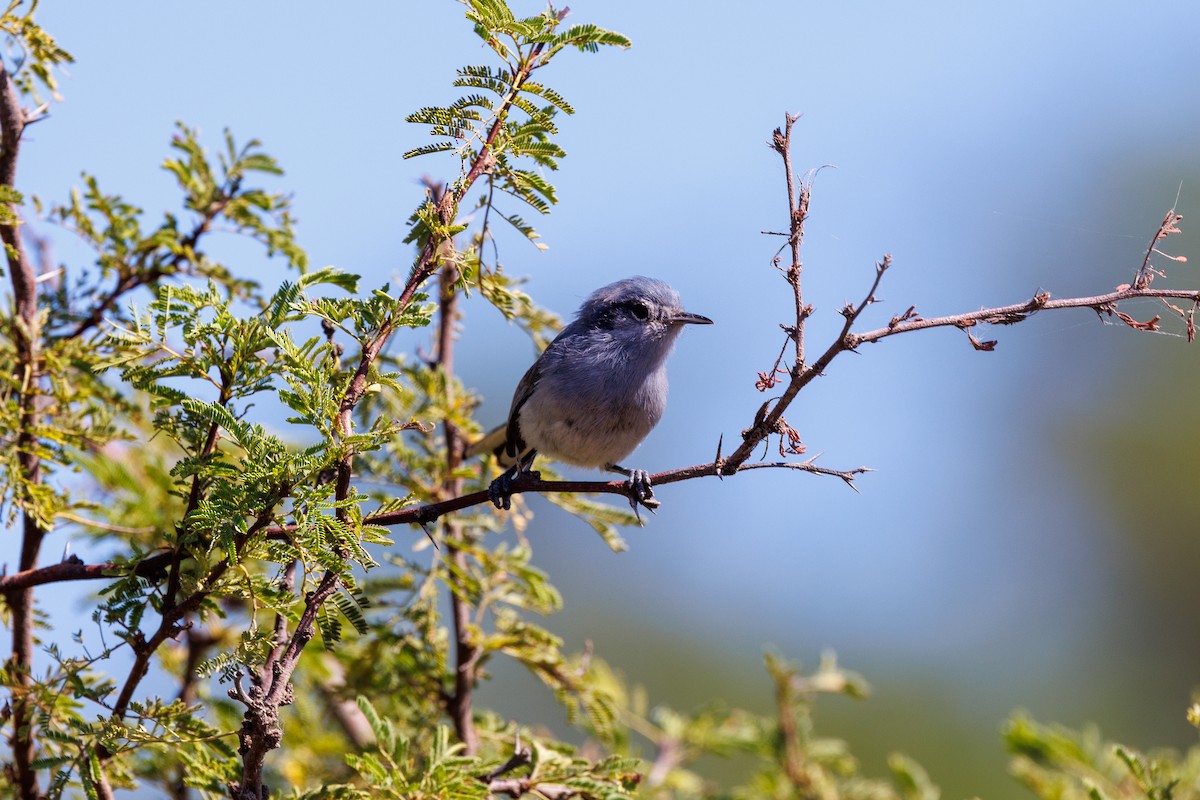 Masked Gnatcatcher - ML652448404