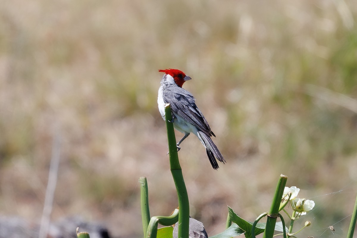 Red-crested Cardinal - ML652448423