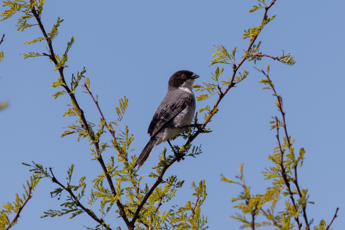 Black-capped Warbling Finch - ML652448424