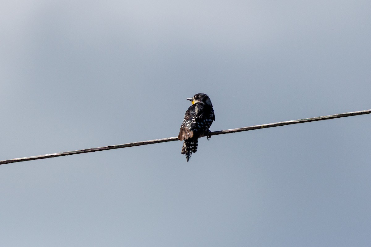 White-fronted Woodpecker - ML652448436