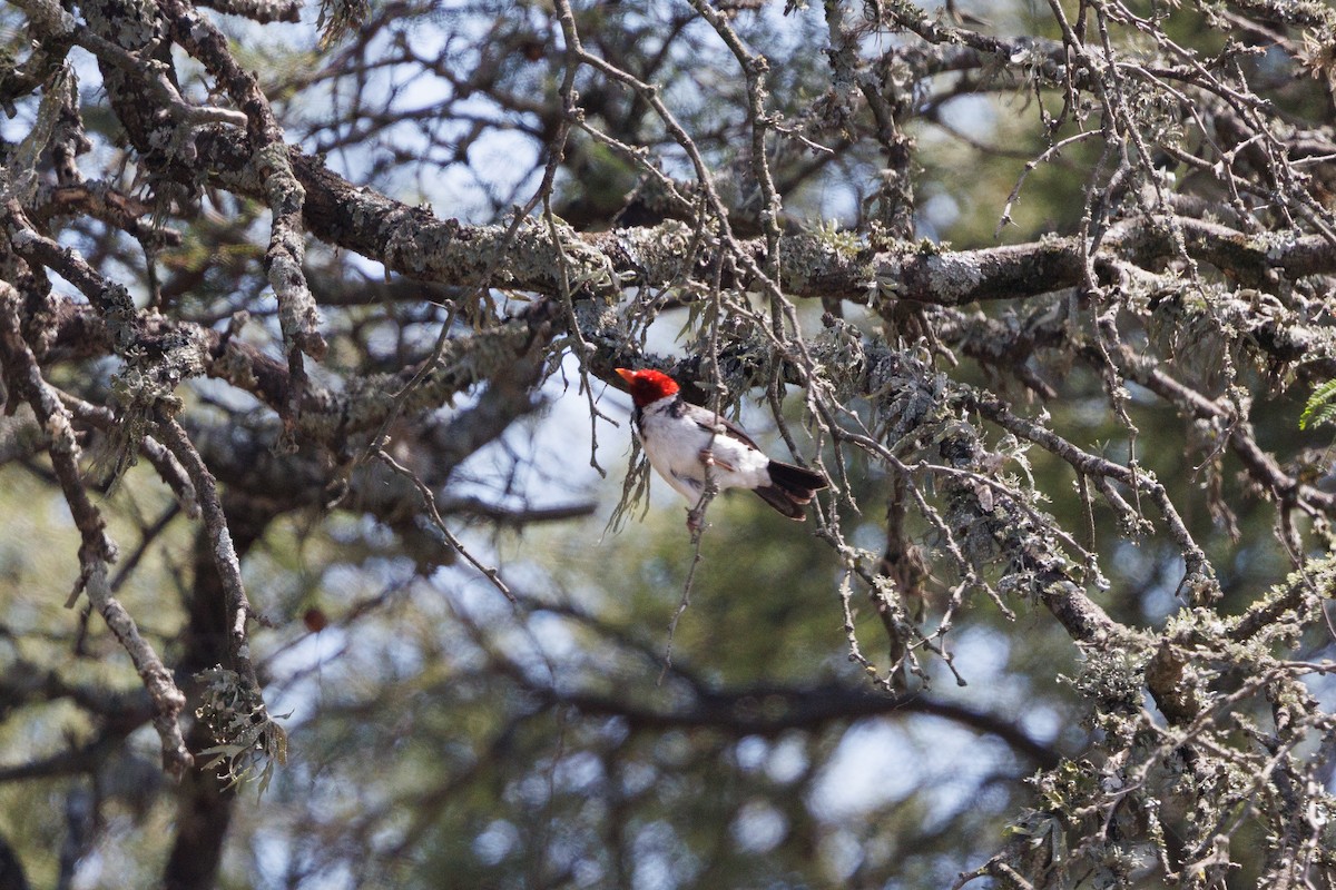 Yellow-billed Cardinal - ML652448443