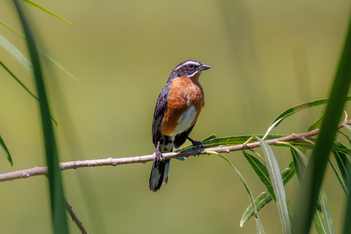 Black-and-rufous Warbling Finch - ML652448460