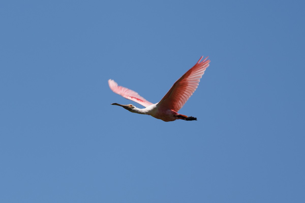 Roseate Spoonbill - ML652448477