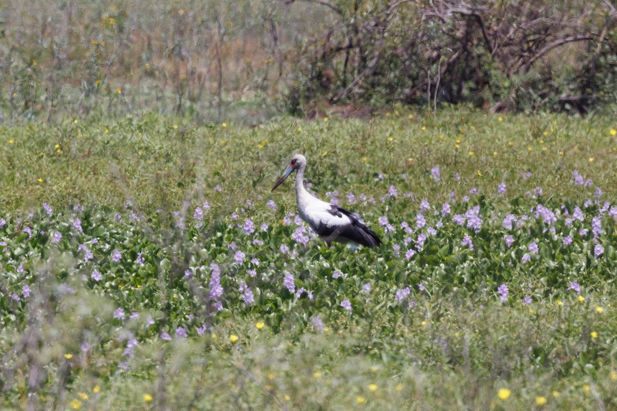 Maguari Stork - ML652448478