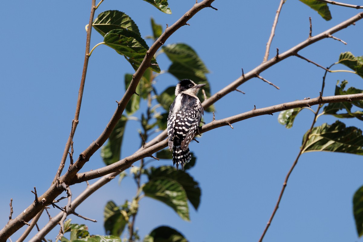 White-fronted Woodpecker - ML652448493