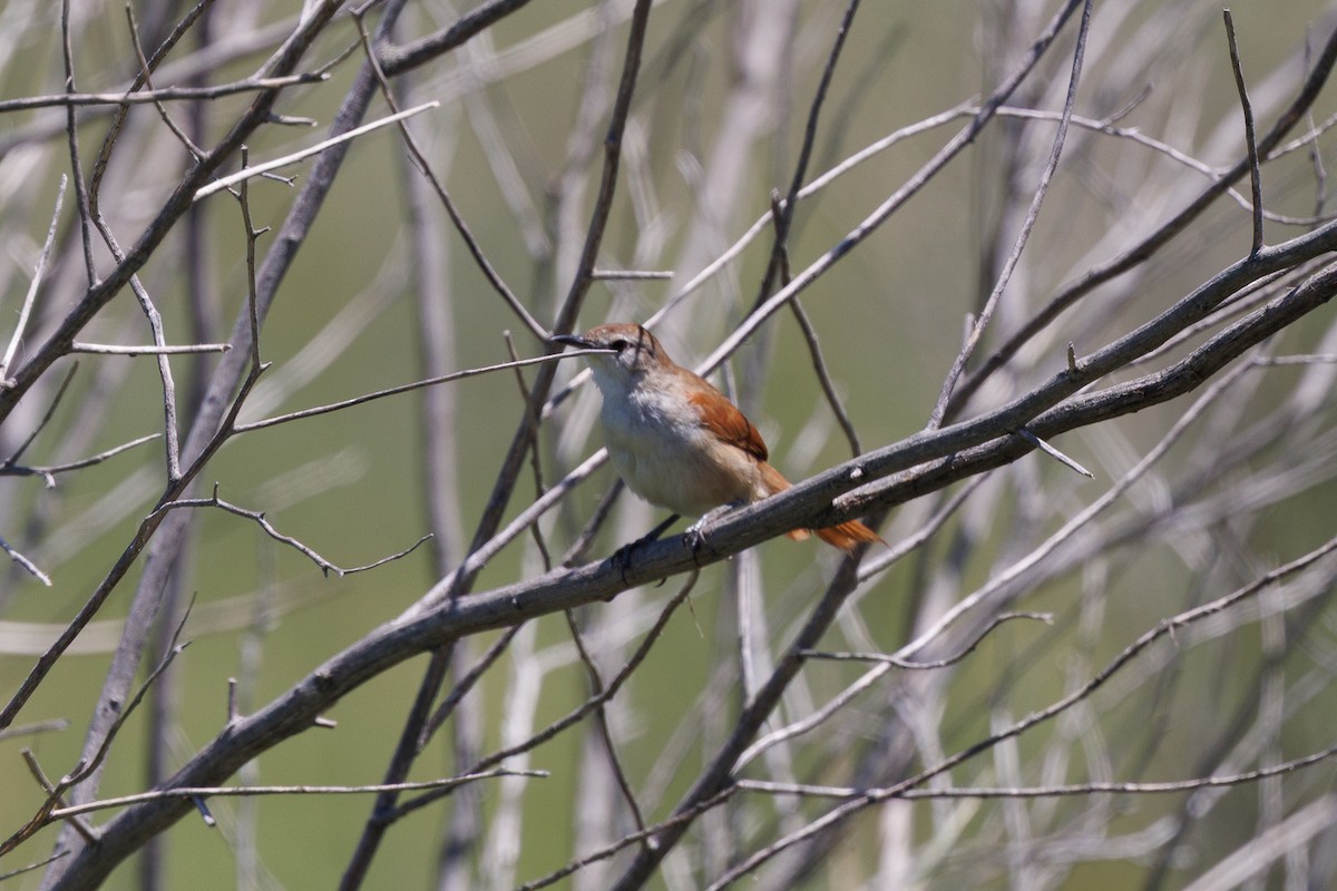 Yellow-chinned Spinetail - ML652448497