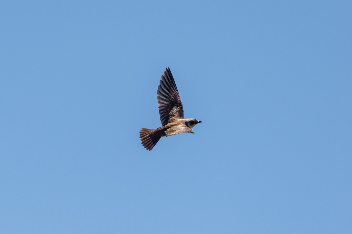 Brown-chested Martin - ML652448510