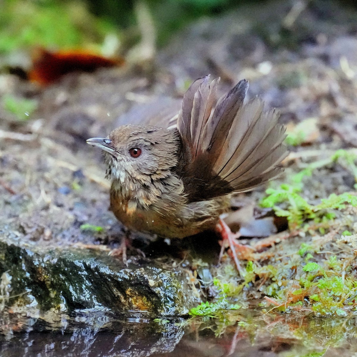 Spot-throated Babbler - Ling Gan