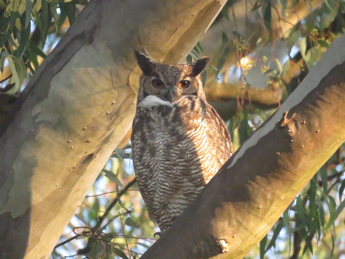Great Horned Owl - ML652449157