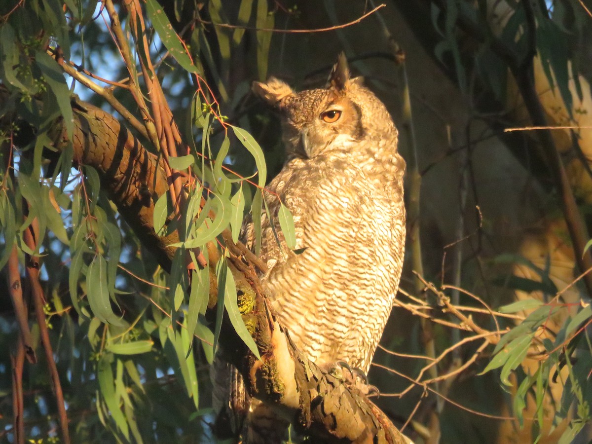 Great Horned Owl - ML652449158