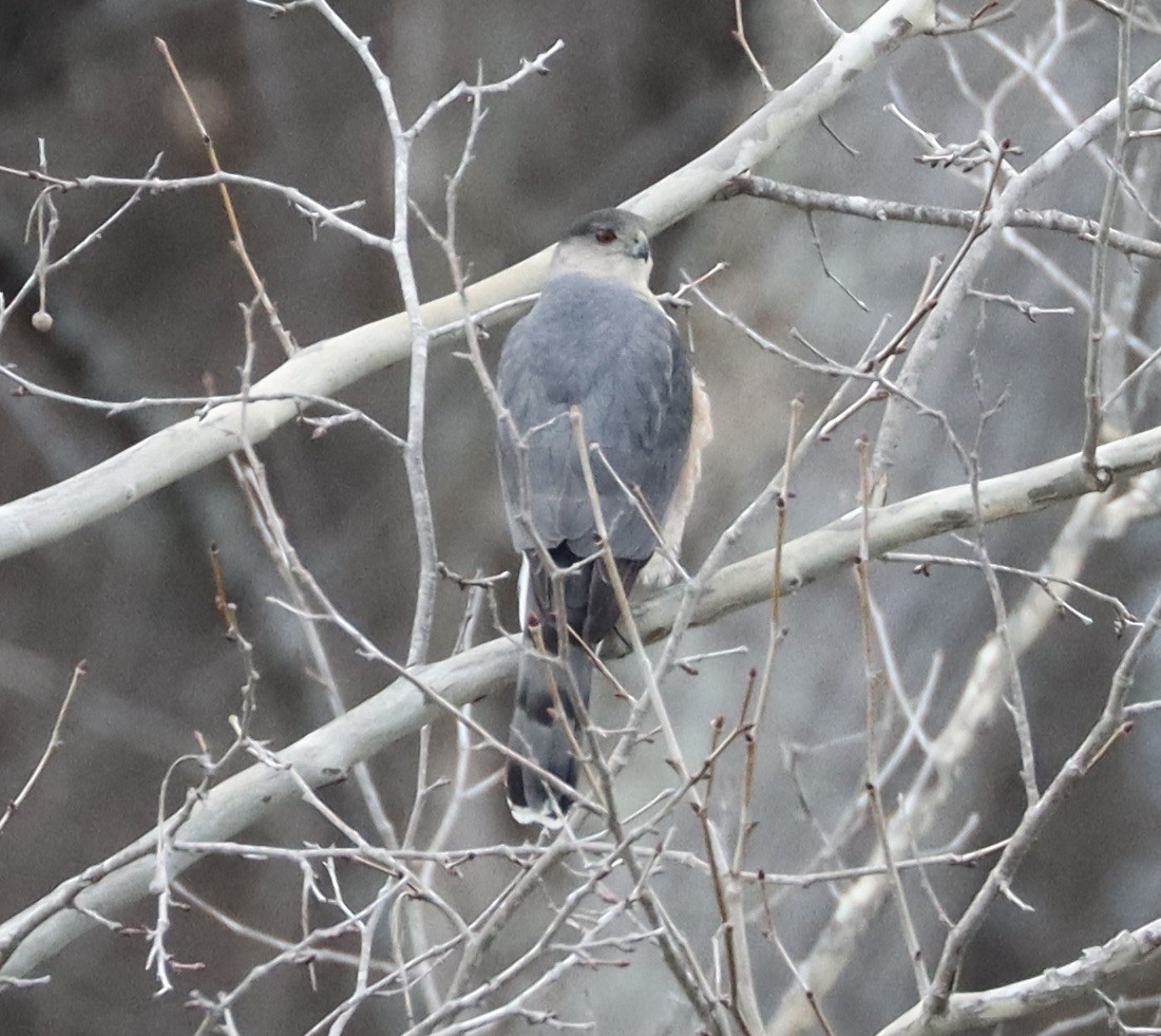 Cooper's Hawk - ML652449311