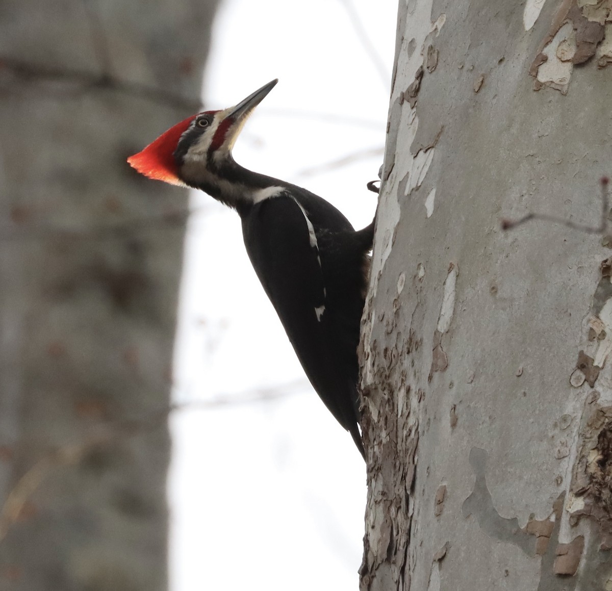 Pileated Woodpecker - ML652449317