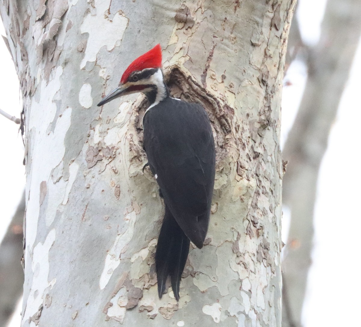 Pileated Woodpecker - ML652449320
