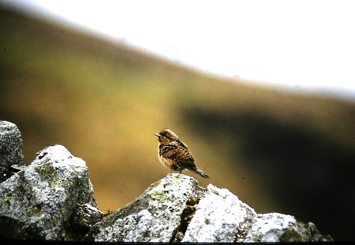 krutihlav obecný - ML652449339