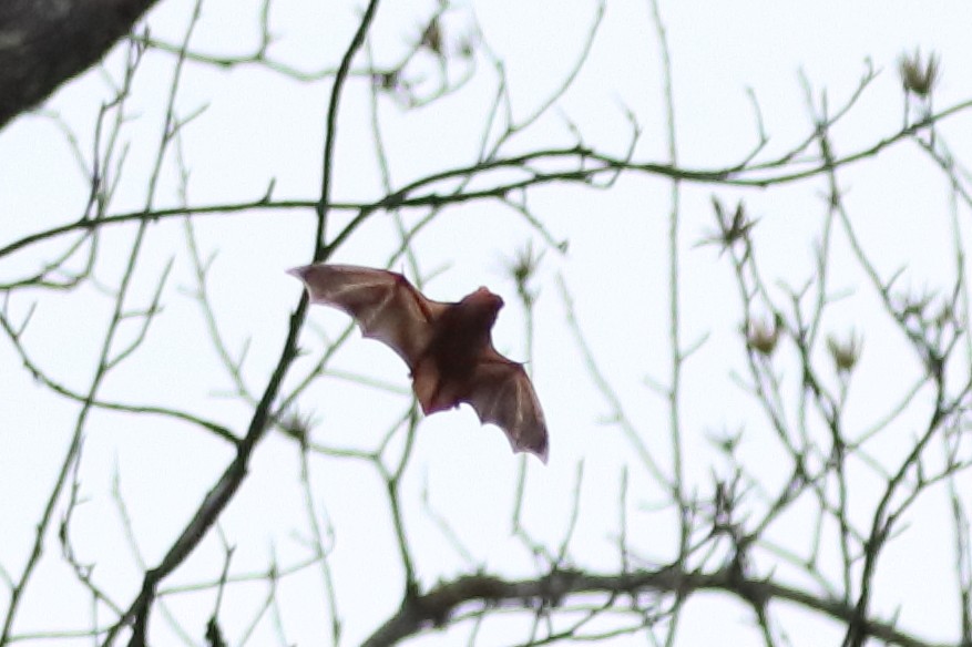Eastern Red Bat - ML652449390