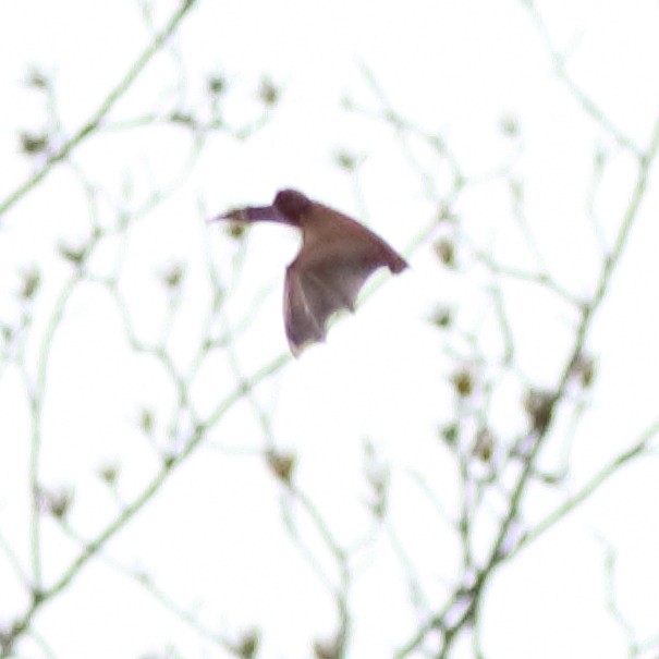 Eastern Red Bat - ML652449391