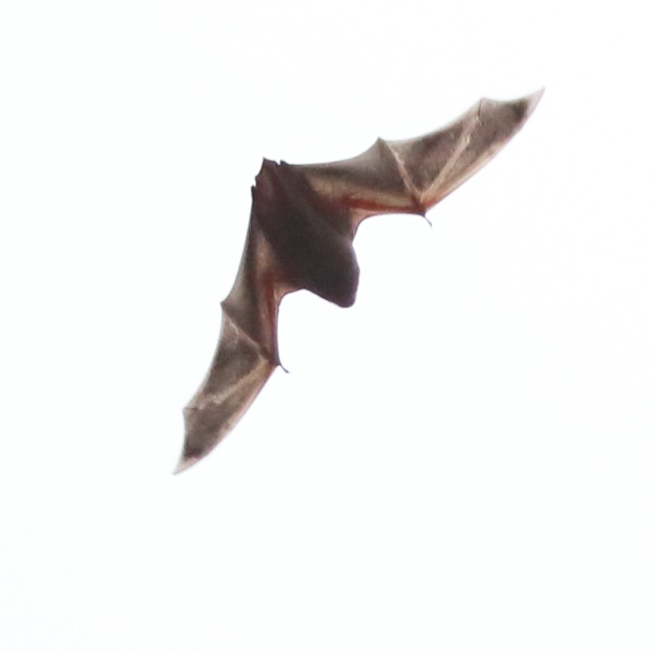 Eastern Red Bat - ML652449392