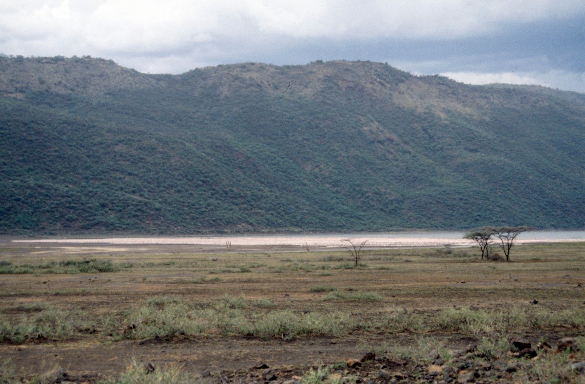 Lesser Flamingo - ML652449443
